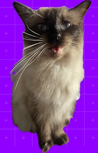 a siamese cat is sitting on a purple background