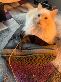 a cat laying on top of a black shoe