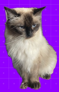 a siamese cat sitting on a purple background